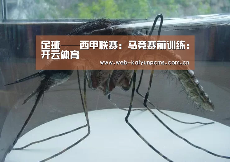 足球——西甲联赛:马竞赛前训练:开云体育(图1) 开云体育